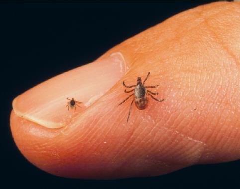 vector responsible for transmitting Lyme