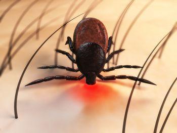 Lyme disease Tick-borne bacterial disease caused by spirochete Borrelia burgdorferi Reportable in Ontario since 1988 Transmitted by Ixodes scapularis and Ixodes pacificus (BC) in