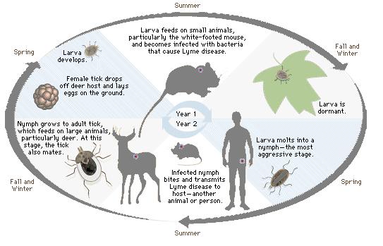 Tick Lifecycle and Lyme disease http://www.brown.