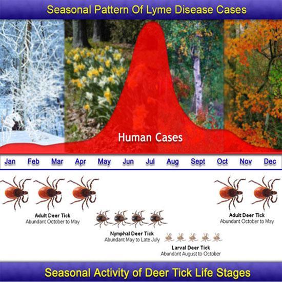 Seasonal Pattern of Lyme disease