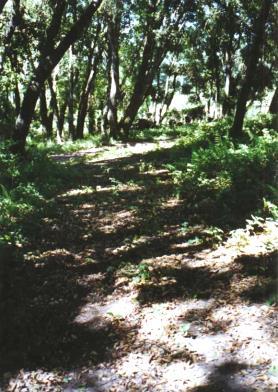 vegetation, often on the uphill