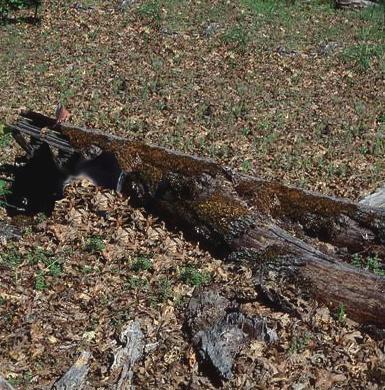 forests On fallen logs in hardwood