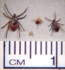 California: Ixodes pacificus Infection Prevalence with B. burgdorferi Adult I. pacificus: 1-5% Nymphal I.
