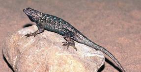 California: Lizards and Lyme Disease Western fence lizard Larval and nymphal I.