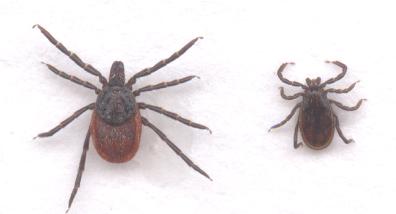 California Tick Species 47 species of ticks in