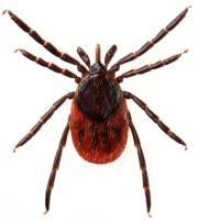 California, western blacklegged tick (Ixodes pacificus) only tick species that transmits