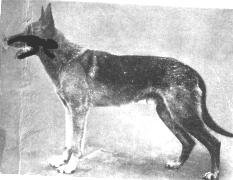 Some of the German breeders knew what they were getting from the Horst lines and continued to use these dogs.