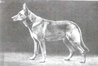 line. The Horst line and the Young Kriminalpolizei line produced many excellent animals. It was line breeding on Graf Eberhard von Hohen Esp.