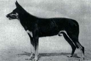 sharp dogs than they could from those worked on to hide shyness. Probably one of the most S. V. acceptable of the Horst sons was called Falko von Scharenstetten.