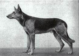 He was French Sieger in 1913. Other Scharenstetten bitches were bred to Horst, there was also a Luchs and a Jorg son that came from other litters.