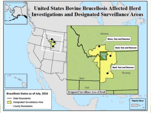 Current US Brucellosis Status 50 class free states since 2009 The Greater Yellowstone Area including Idaho, Montana and Wyoming are now our primary focus for brucellosis in livestock due to endemic