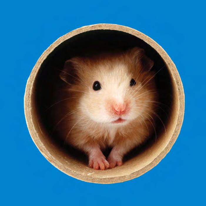 Your Hamster 26 Hamsters and Humans 28 Pet Puzzlers 30