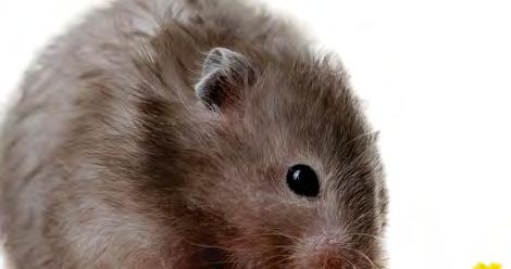 Not only are hamsters cute and cuddly, they are also easy to care for.