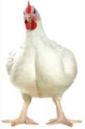 National data of poultry meat 2014 Total poultry distribution 2014 Per capita consumption Apparent Consumption* (Thousand Lb) Export 0% 7,830,586 Import 19% 7,703,772 7,464,202 Domestic 81% 2012 2013