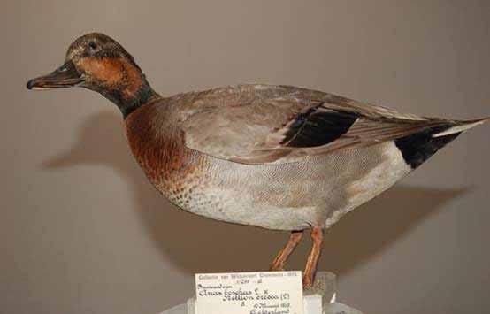 Correction to the publication Bastaards/Hybrids in Aviculture Europe, December 2008 BREWER'S DUCK A Hybrid with a History By Jörn Lehmhus The duck seen below, labelled as a hybrid Mallard x Teal in
