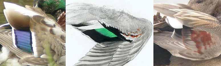 The pattern of the speculum of Mallard and Gadwall and their hybrid, the drawing of the hybrid wing pattern has been done after the wings of 3 different Brewer s ducks shot at different locations in