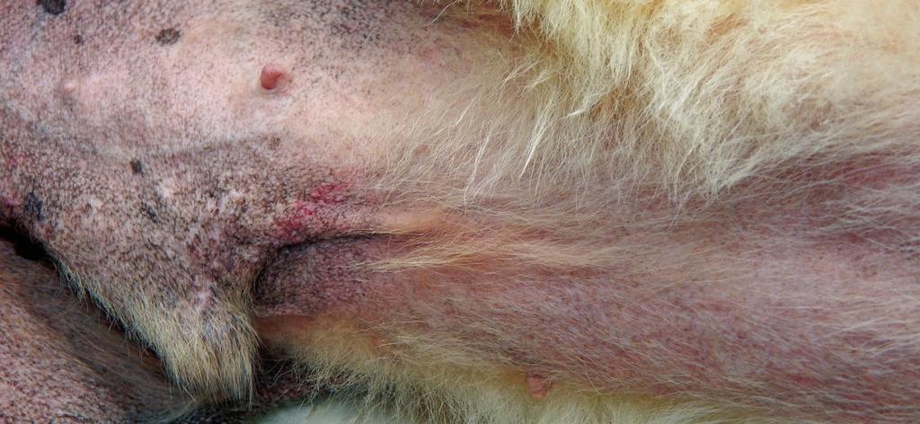 FIGURE 2. Pruritic abdominal/inguinal region in a dog with erythematous inflammatory allergic skin disease.
