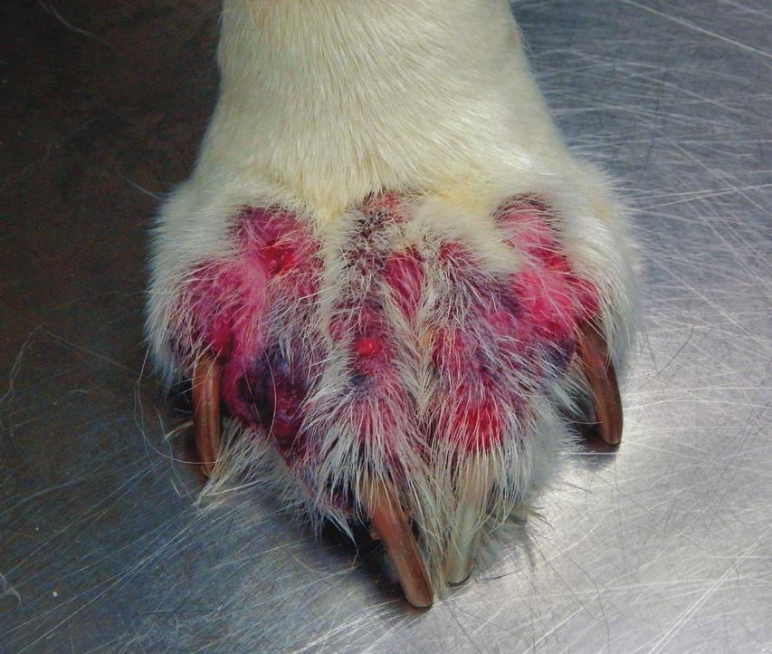 DERMATOLOGY DETAILS A FIGURE 3. Severe pododermatitis due to Demodex canis infestation in a dog before treatment (A).