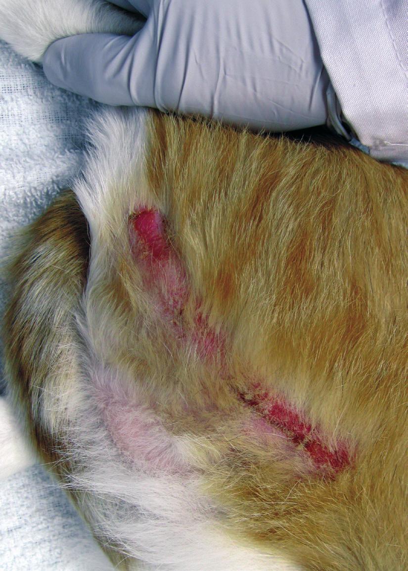 FIGURE 4. Eosinophilic granuloma disease (in this case, collagenolytic or linear granuloma) in a young cat.