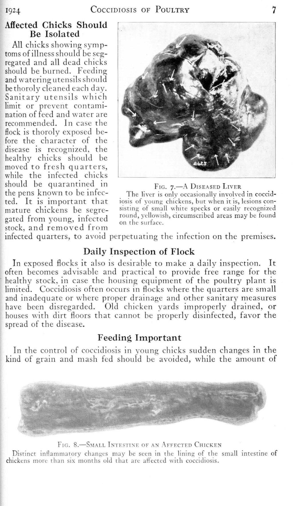 1924 CocciDIOSIS of PouLTRY 7 Affected Chicks Should Be Isolated All chicks showing symptoms ofillness should be segregated and all dead chicks should be burned.