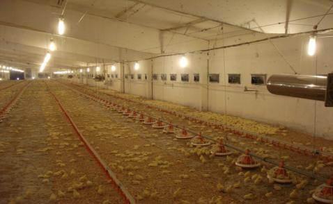 Action required Check and adjust temperature and RH levels Chicks: Spread out against side of