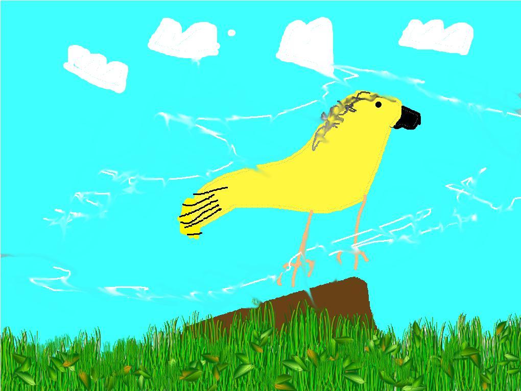 Amazing Canary By Malia My amazing animal is the canary. It lives in forests and grasslands in Africa. It is an omnivore and it eats seeds and insects. It can weigh less than 1 ounce.