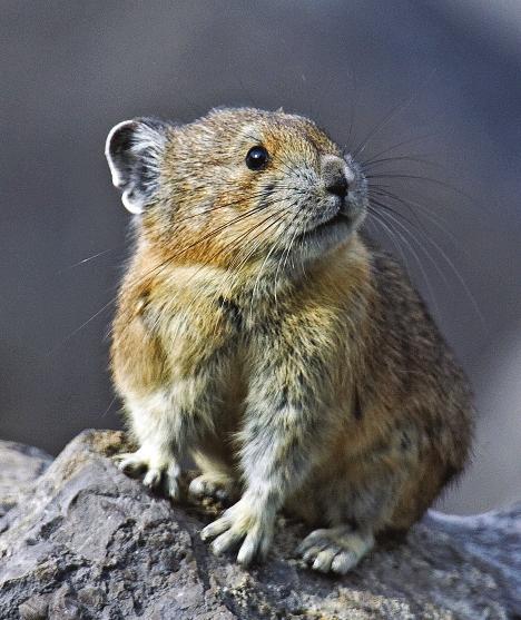 Pikas, who live in rocky mountaintops, are not known to move across non-rocky areas or to A pika. move long distances. Many of the rocky areas where they live are not close to other rocky areas.