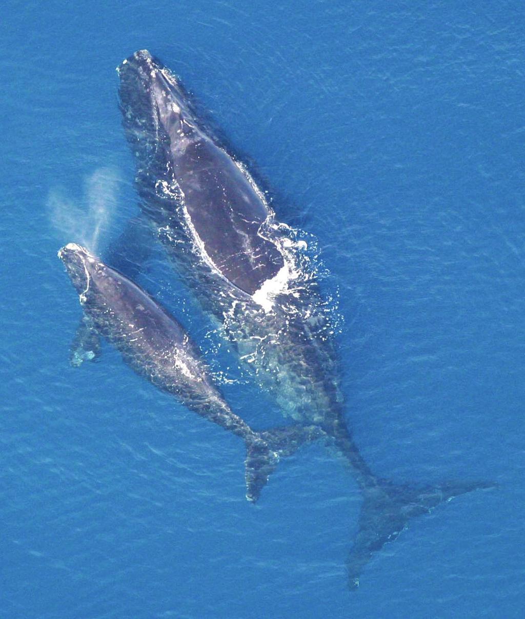 Humans killed most of them through whaling and commercial fishing in the 1700s and 1800s. Right whales are considered to be endangered and have been protected from human harm since the 1930s.