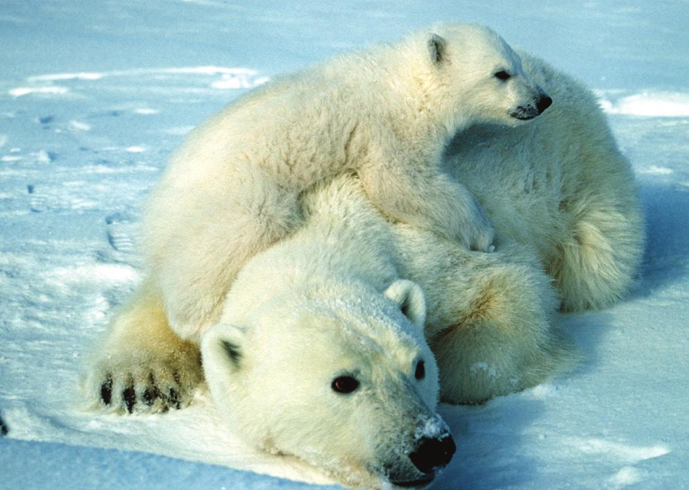 Animals near the Poles Polar bears live in the Arctic and can be found all the way to the North Pole. Their main food source is ringed seals.