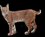 They have thick fur that is light brown or gray with brown or black spots.