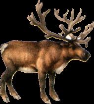 Reindeer live in the arctic habitat with other animals like muskox, arctic wolves, arctic