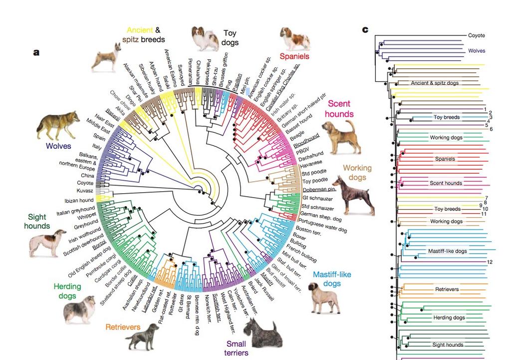 Haplotype sharing between wolves and dog breeds