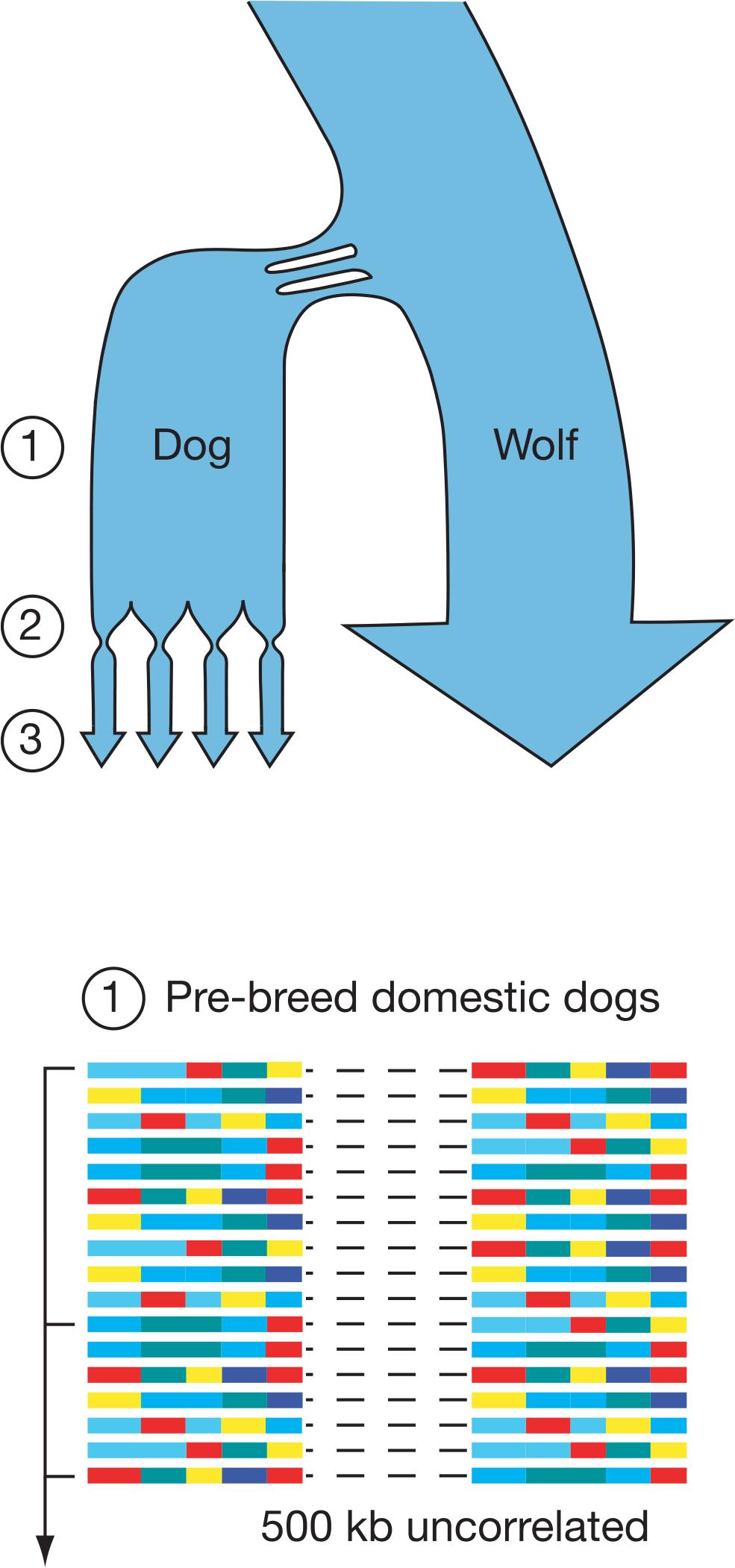 The evolutionary history of dog
