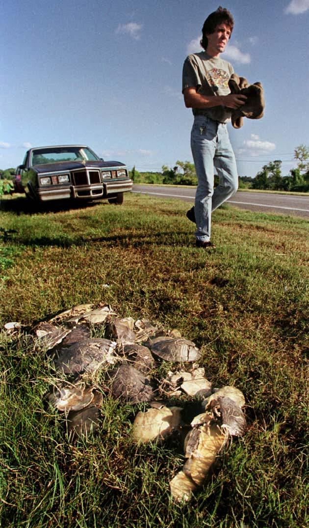 367 turtles killed in
