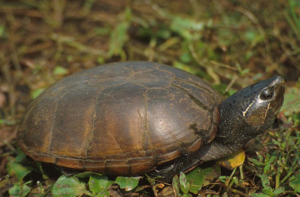 Common musk turtle