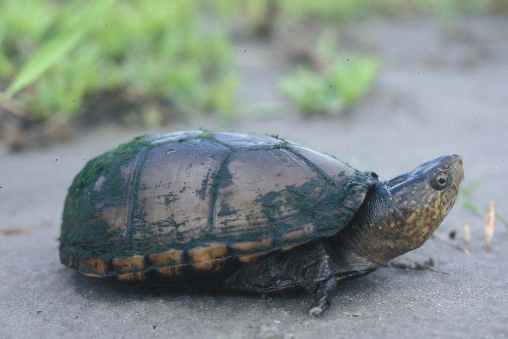 Mud turtle