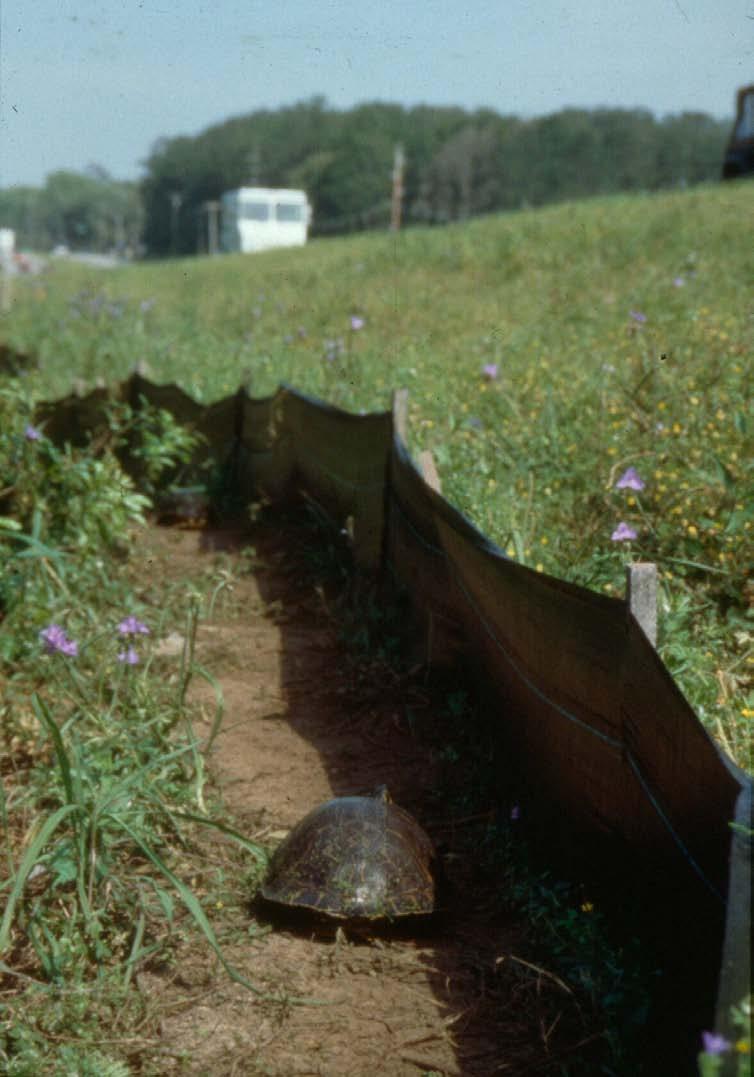 Female turtles attracted to roadside habitats for nesting Male biased sex ratios of turtle populations at Lake Jackson due to chronic annual mortality of nesting