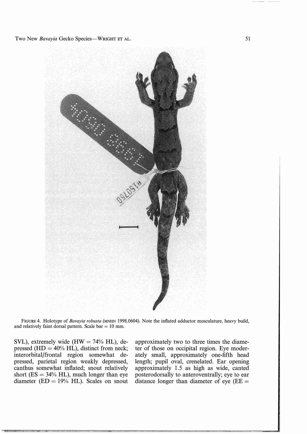 Two New Bavayia Gecko SpecieS-WRIGHT ET AL. 51 FIGURE 4. Holotype of Bavayia robusta (MNHN 1998.0604). Note the inflated adductor musculature, heavy build, and relatively faint dorsal pattern.