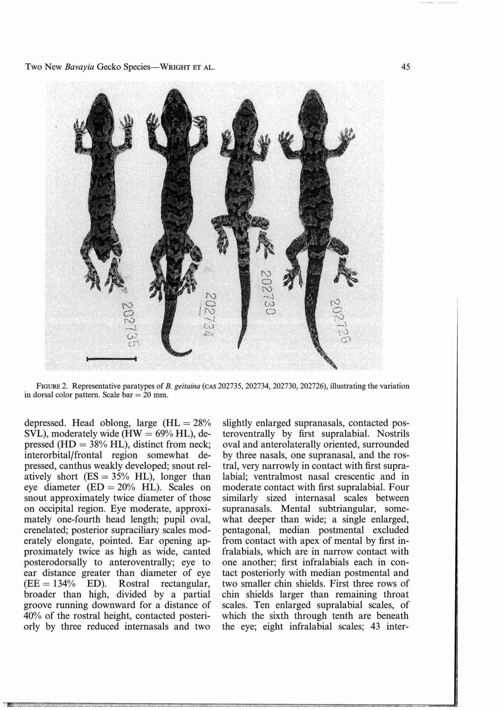 Two New Bavayia Gecko Species-WRIGHT ET AL. 45 FIGURE 2. Representative paratypes of B. geitaina (CAS 202735, 202734, 202730, 202726), illustrating the variation in dorsal color pattern.