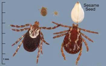 Facts: These ticks are active from early May November, and will bite both humans and companion animals.