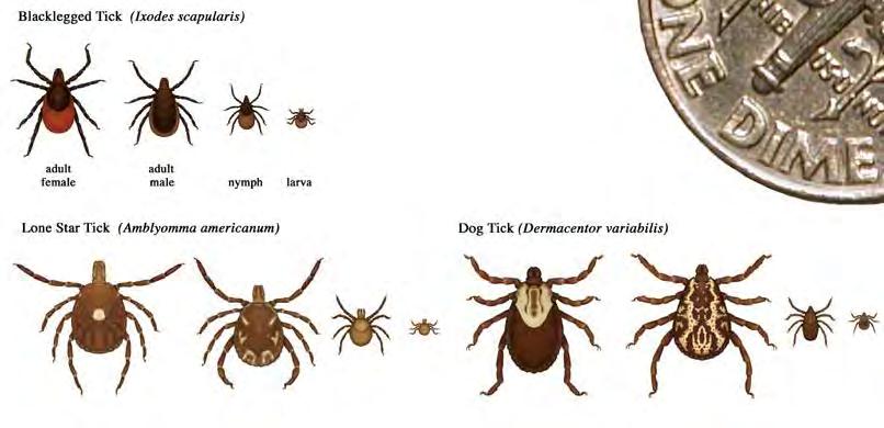 Some important ticks in