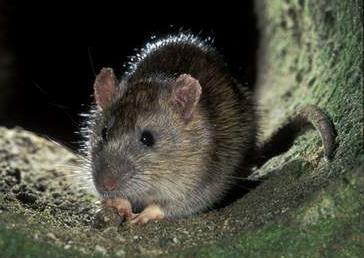 Norway rat Rattus