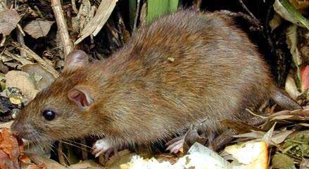 Brown rat 500 g Brown rat