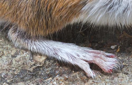 maniculatus Tufted tail tip in P. maniculatus Both have white feet!