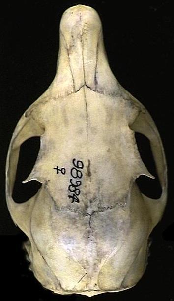 Rodent skull Pear-shaped at dorsal