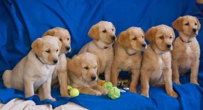 We have all enjoyed spending time with the newest batch of puppies in the last few weeks!
