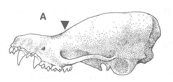 Length of bare snout width across nostrils. Fig 13b. M.ciliolabrum: Shallow braincase. Length across snout 1.5 times width across nostrils 14a Distinct fringe of hair extending 1.0-1.