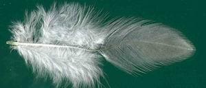 Above: Neck hackle feather. Right: Breast feather. Below: Back feather.