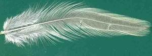 Above left: Neck hackle feather. Above right: Breast feather. Below: Back/shoulder feather.