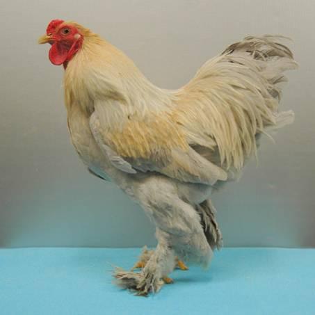 ISABELLA PARTRIDGE BRAHMA BANTAMS In this breed, the lavender was most likely introduced via Sabelpoot bantams, which were once used to create Brahma bantams.